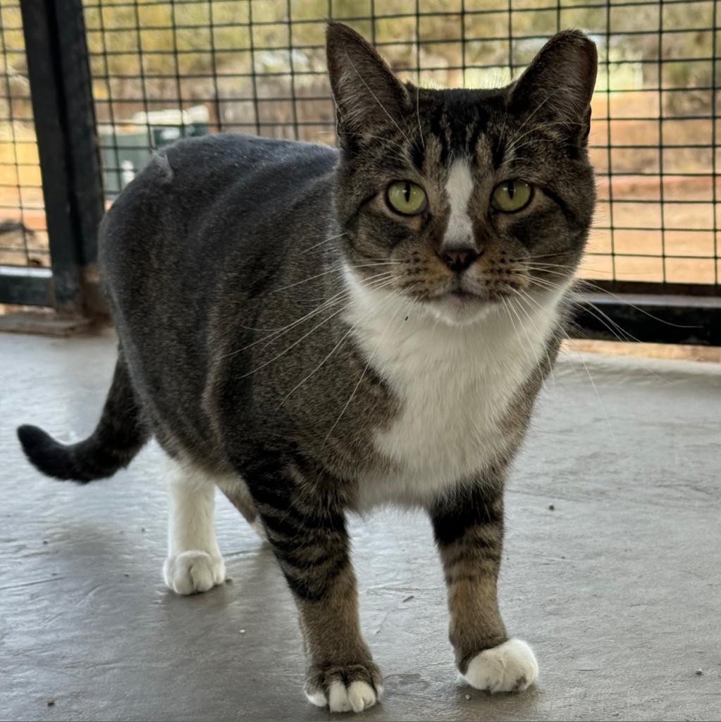Palmer, an adoptable Domestic Short Hair in Kanab, UT, 84741 | Photo Image 2