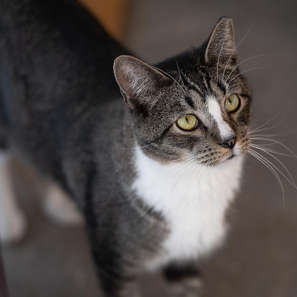 Palmer, an adoptable Domestic Short Hair in Kanab, UT, 84741 | Photo Image 3