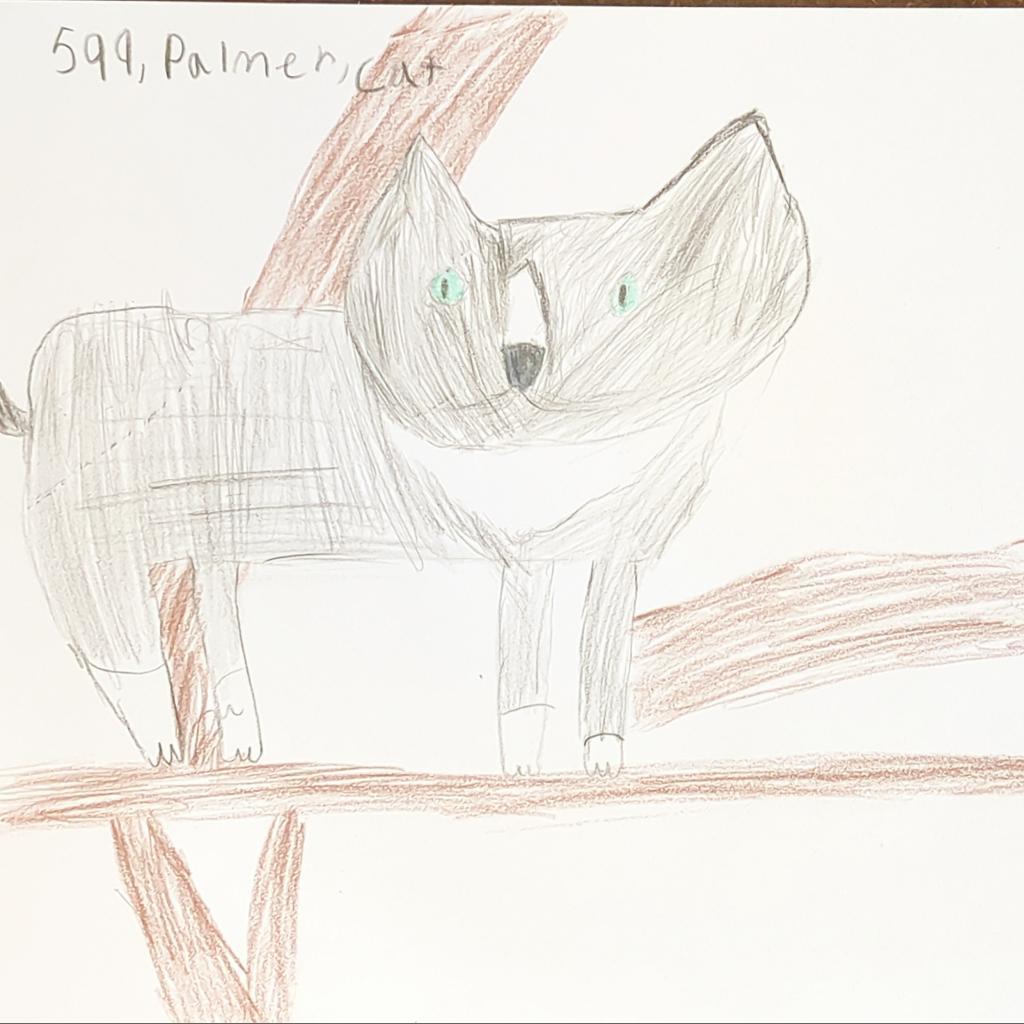 Palmer, an adoptable Domestic Short Hair in Kanab, UT, 84741 | Photo Image 3