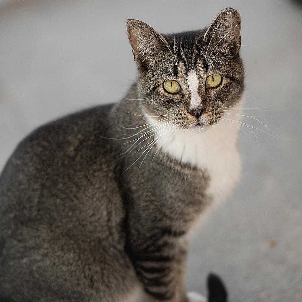 Palmer, an adoptable Domestic Short Hair in Kanab, UT, 84741 | Photo Image 4