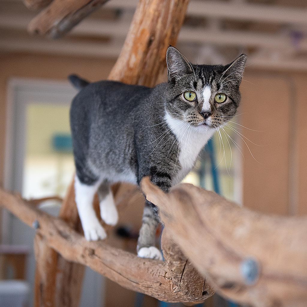 Palmer, an adoptable Domestic Short Hair in Kanab, UT, 84741 | Photo Image 5