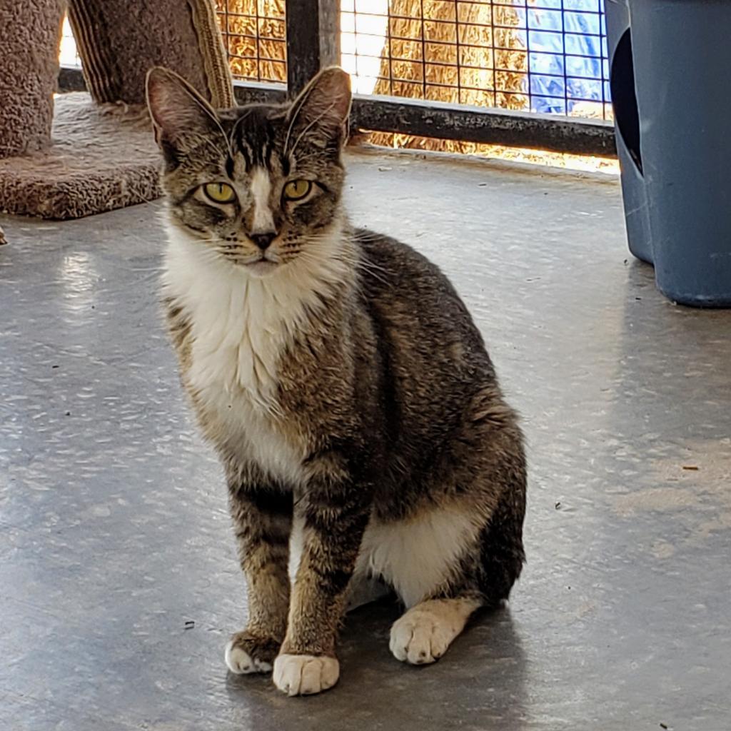 Palmer, an adoptable Domestic Short Hair in Kanab, UT, 84741 | Photo Image 6