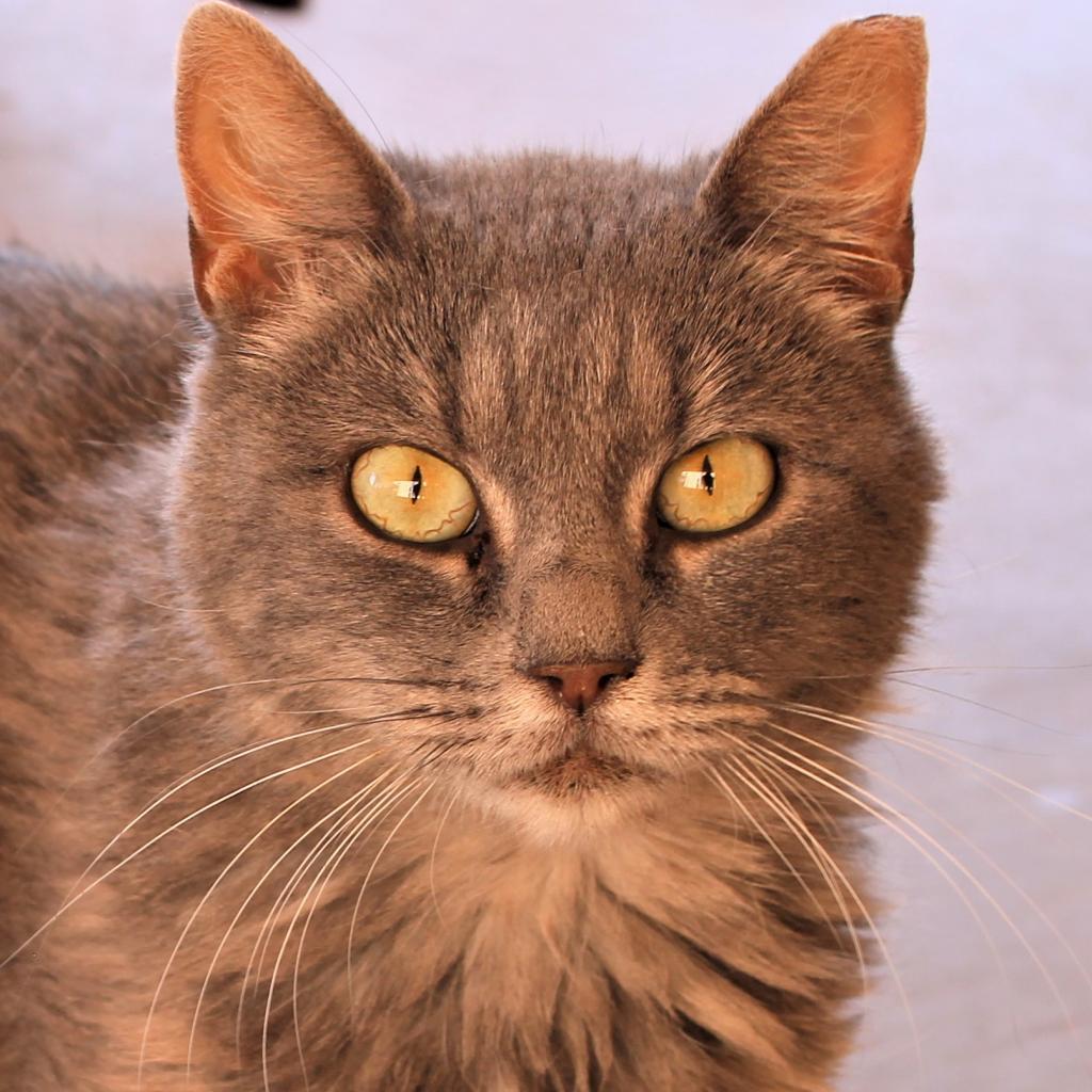 Echo, an adoptable Domestic Short Hair in Kanab, UT, 84741 | Photo Image 1