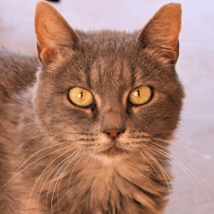 Echo, Senior Female unknown