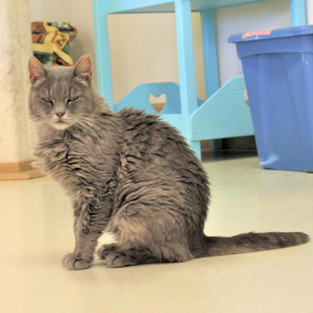 Echo, an adoptable Domestic Short Hair in Kanab, UT, 84741 | Photo Image 3