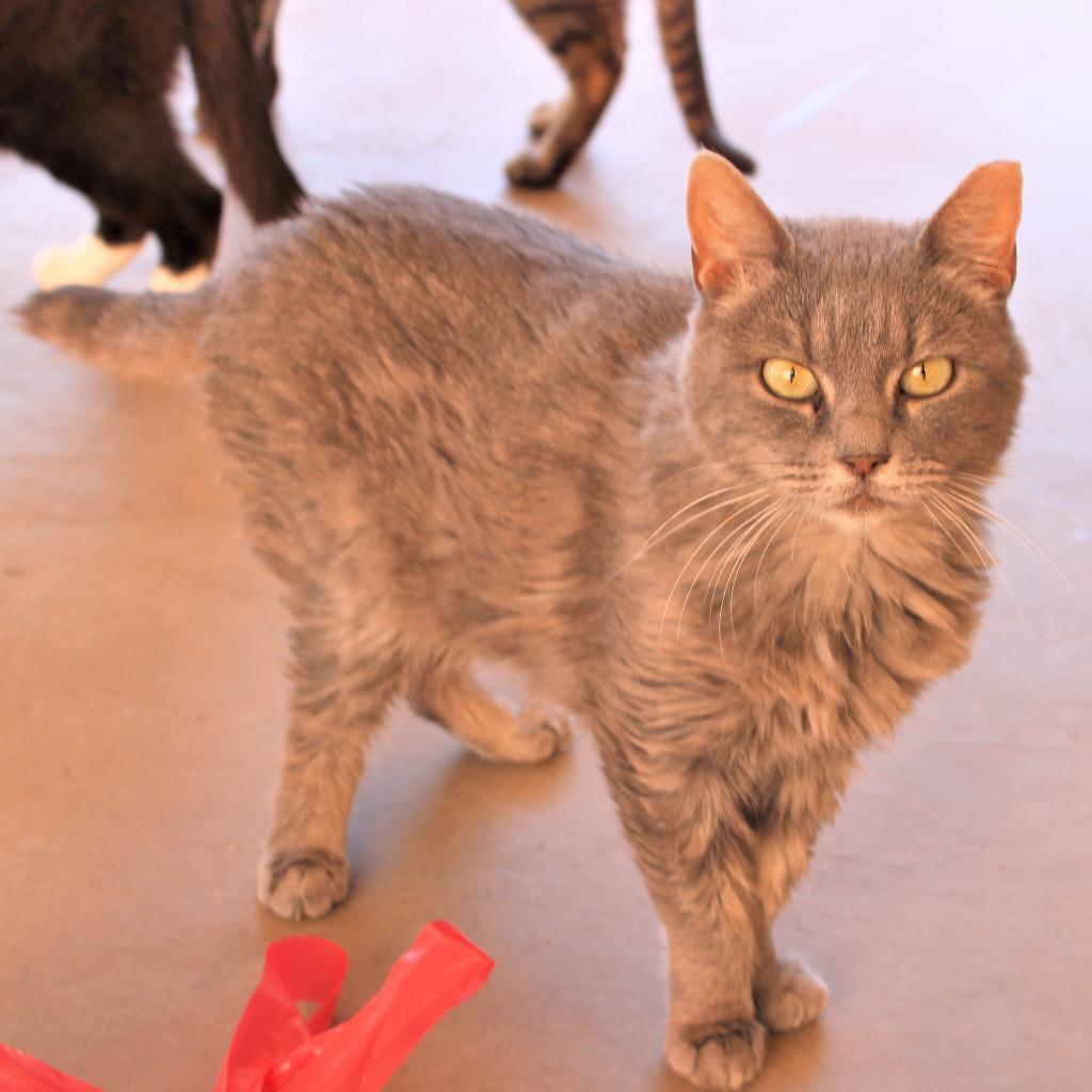 Echo, an adoptable Domestic Short Hair in Kanab, UT, 84741 | Photo Image 4