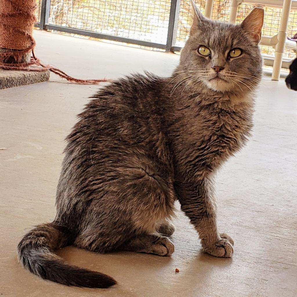 Echo, an adoptable Domestic Short Hair in Kanab, UT, 84741 | Photo Image 5