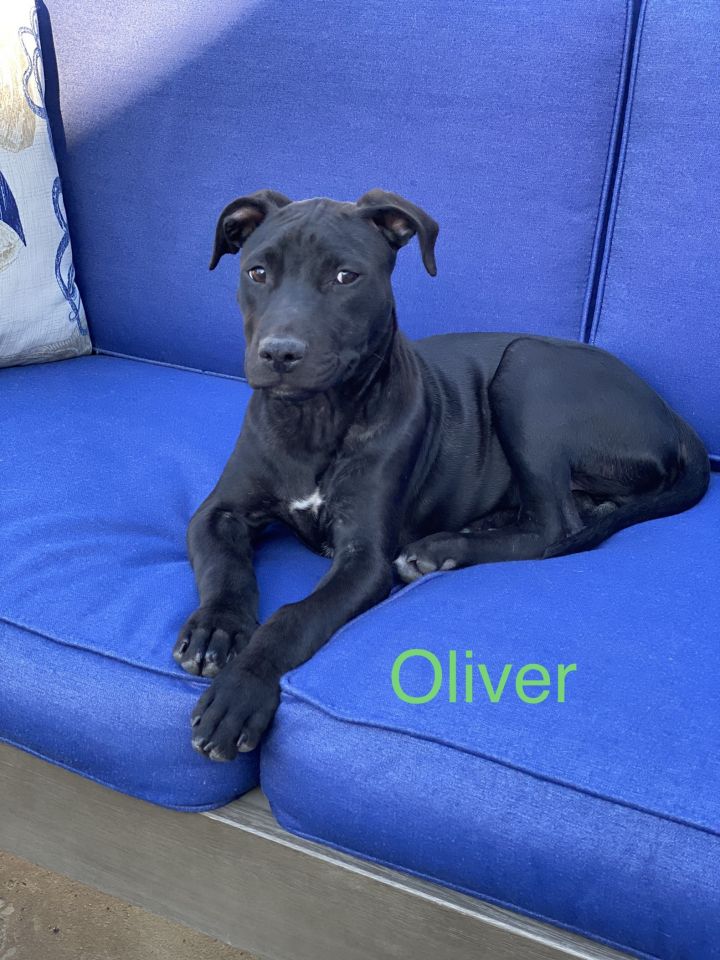 Oliver 5