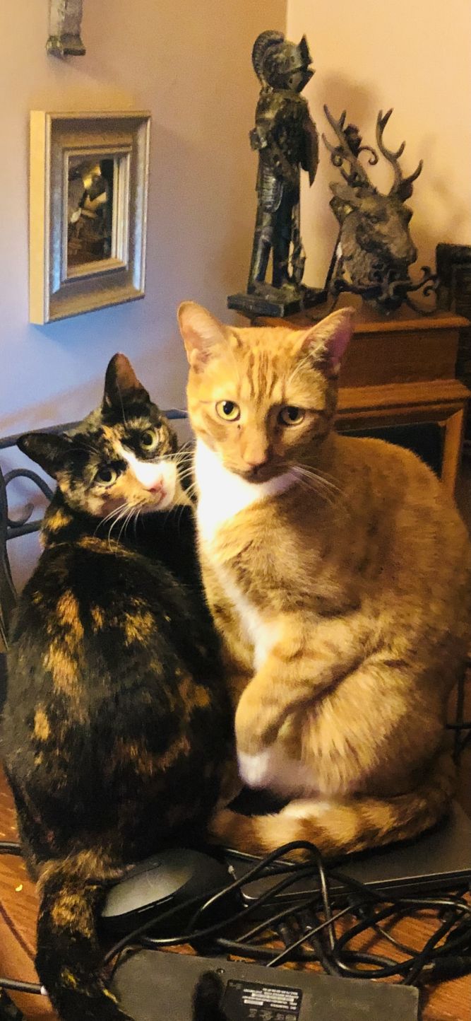 Sunny Funny Duo: Simba Red and Heidi Tortie  NYC Siblings