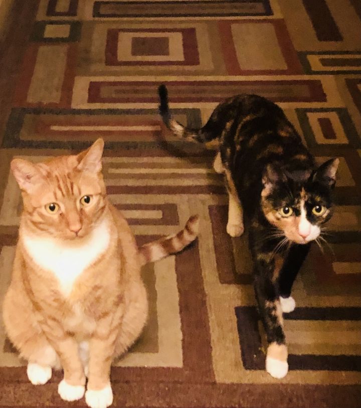 Sunny Funny Duo: Simba Red and Heidi Tortie  NYC Siblings 5