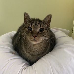 Teddy, Senior Male unknown