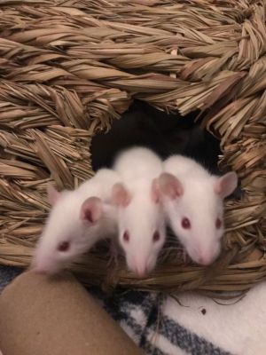 Rat For Adoption Baby Rats Available In April A Rat In Philadelphia Pa Petfinder