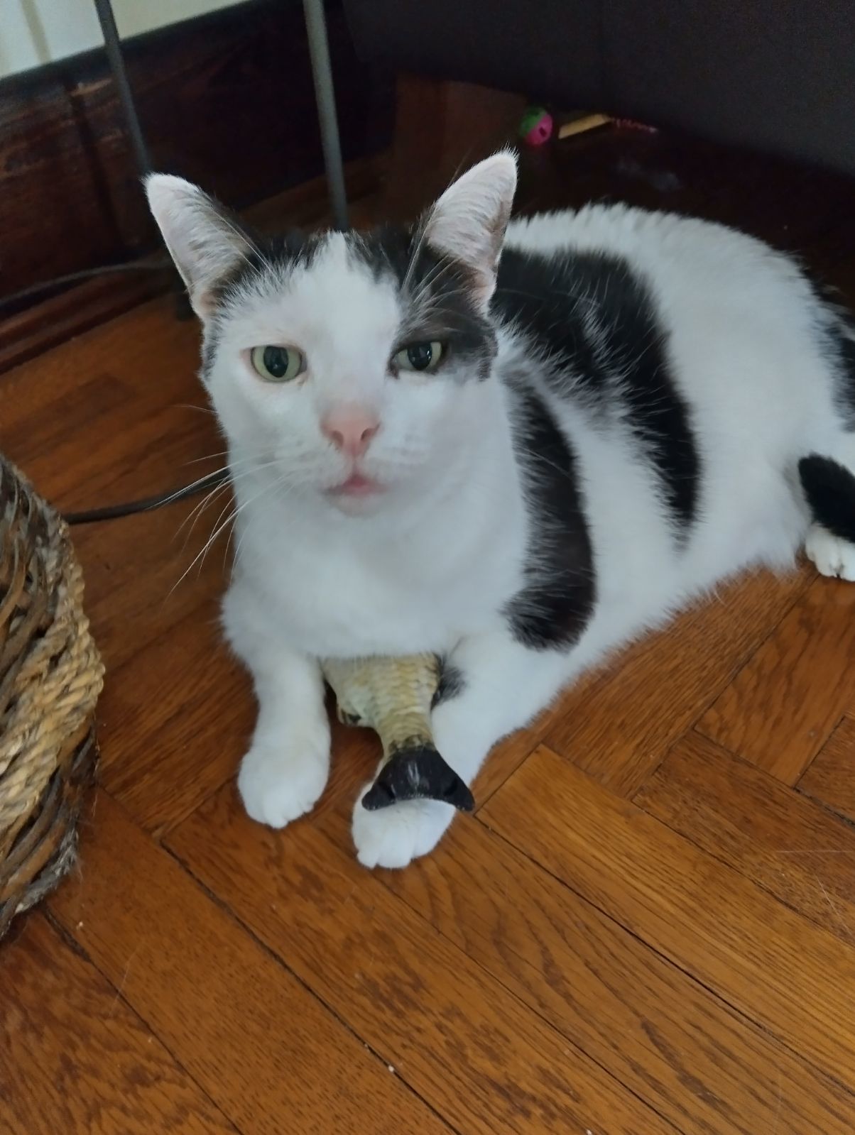 Catman, an adoptable Domestic Short Hair in Cincinnati, OH, 45206 | Photo Image 1