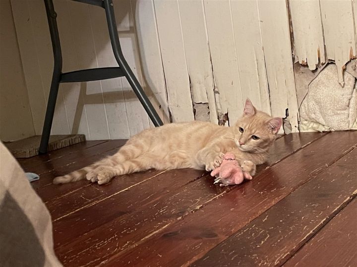 Milagro (FeLV+) 1