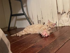 Milagro (FeLV+)