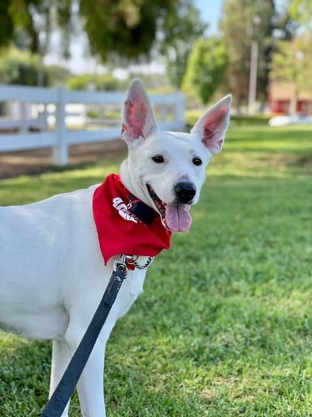 Paloma, an adoptable Cattle Dog in San Diego, CA, 92108 | Photo Image 1
