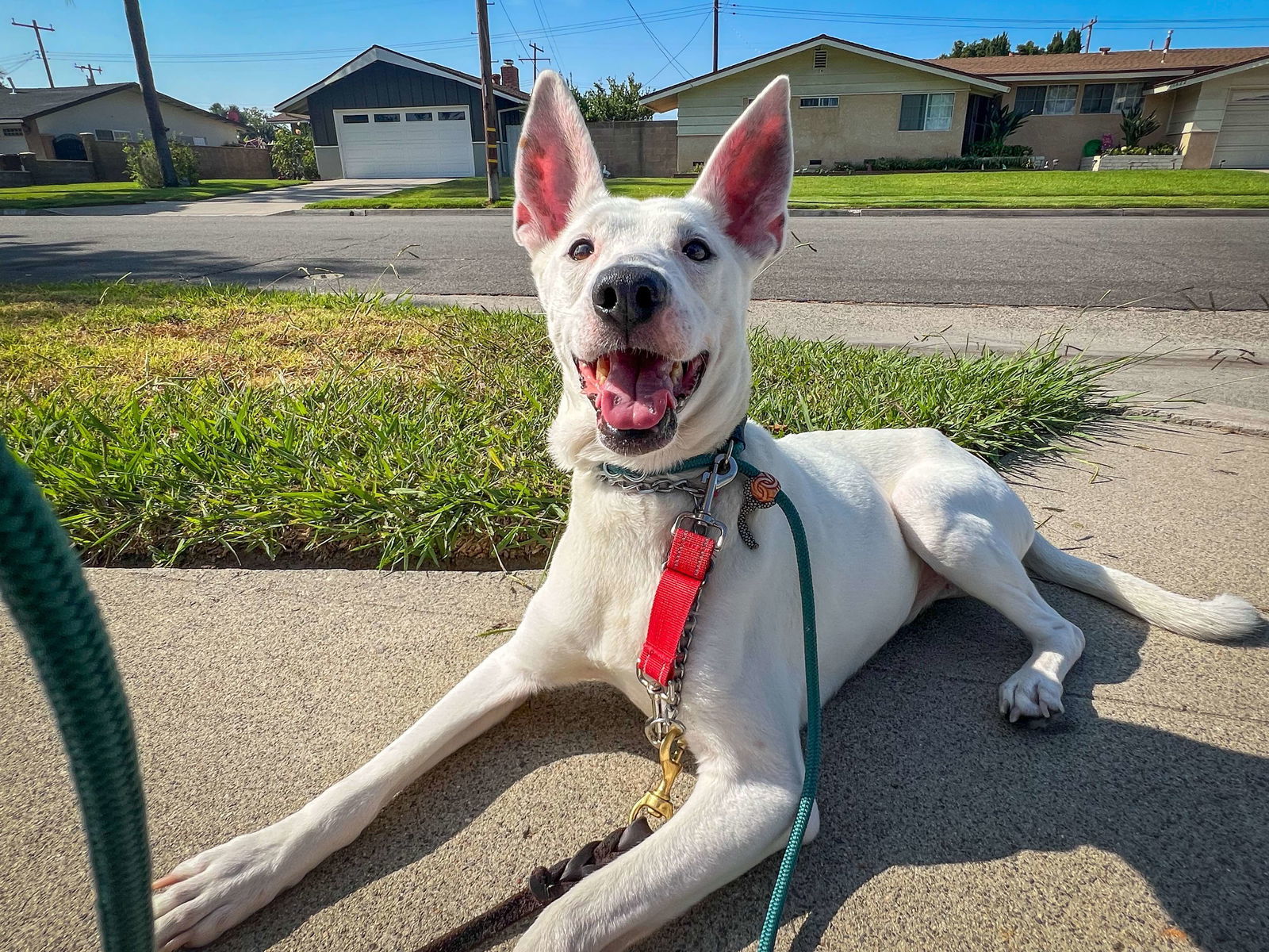 Paloma, an adoptable Cattle Dog in San Diego, CA, 92108 | Photo Image 1