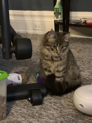 Maine Coon Cats For Sale In Pa