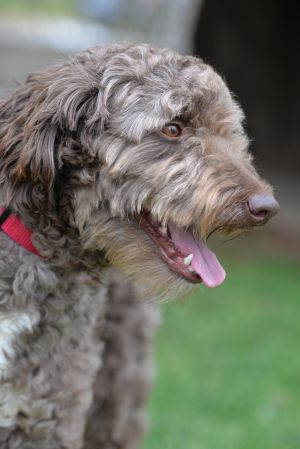 Winston Salem Craigslist Pets