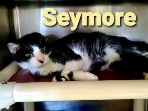 Seymore