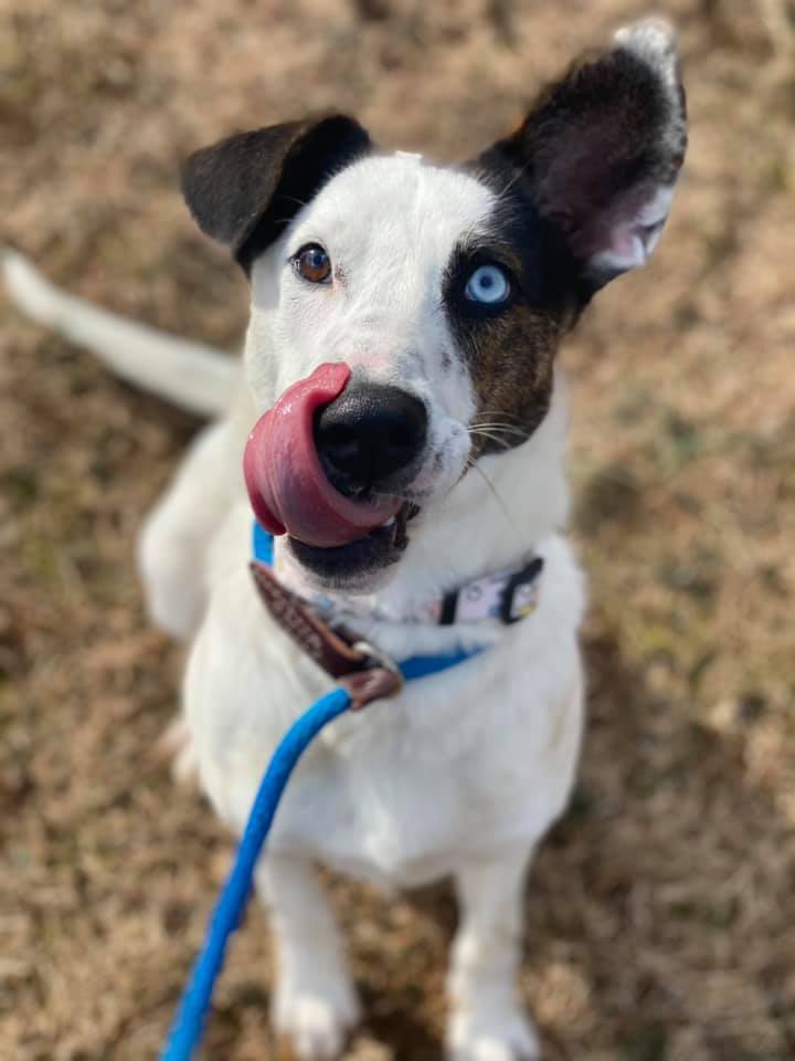 Dog for adoption Dublin, a Mixed Breed in Media, PA Petfinder