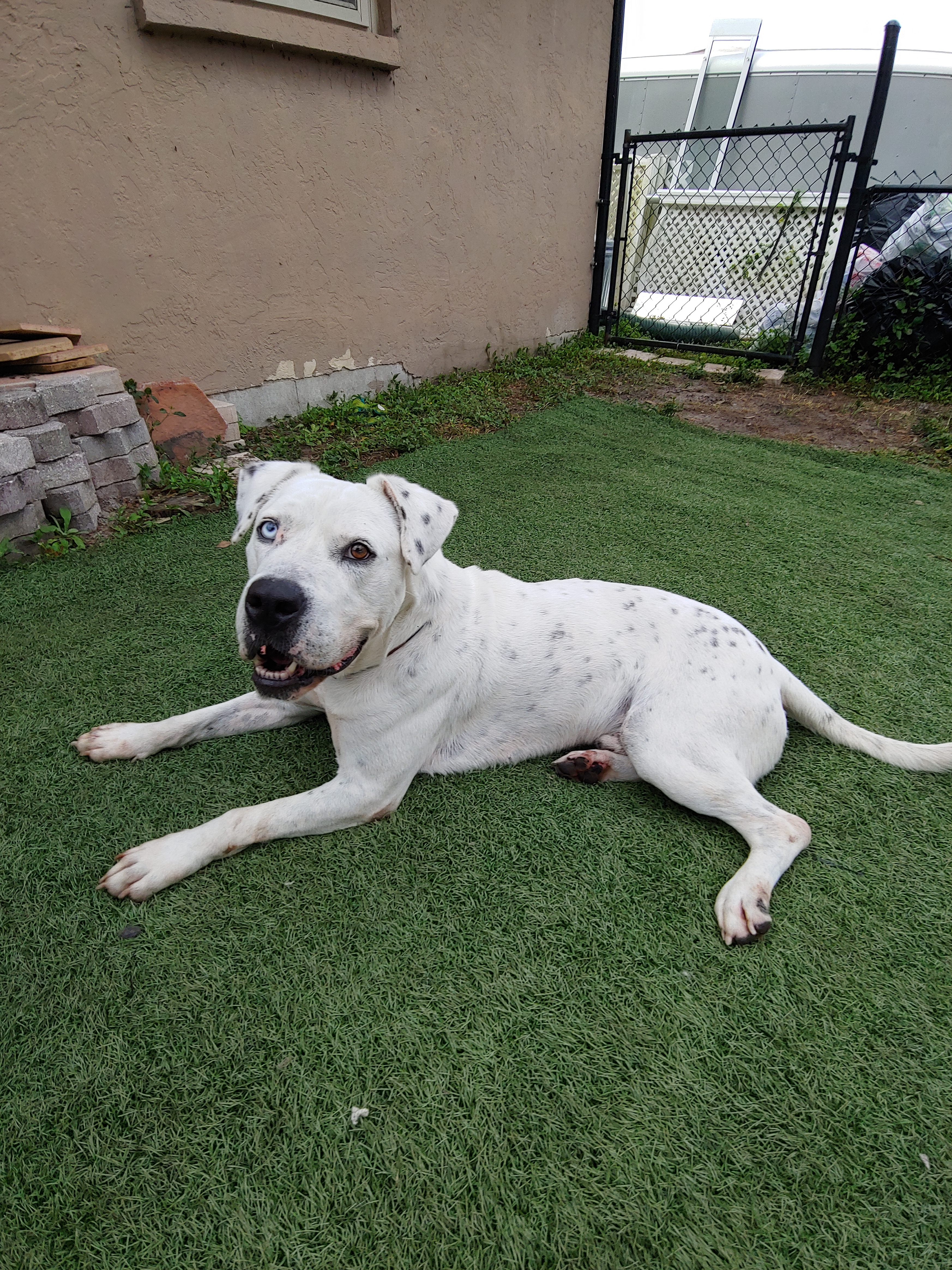 Zane, an adoptable American Bulldog, Dalmatian in Sarasota, FL, 34232 | Photo Image 2