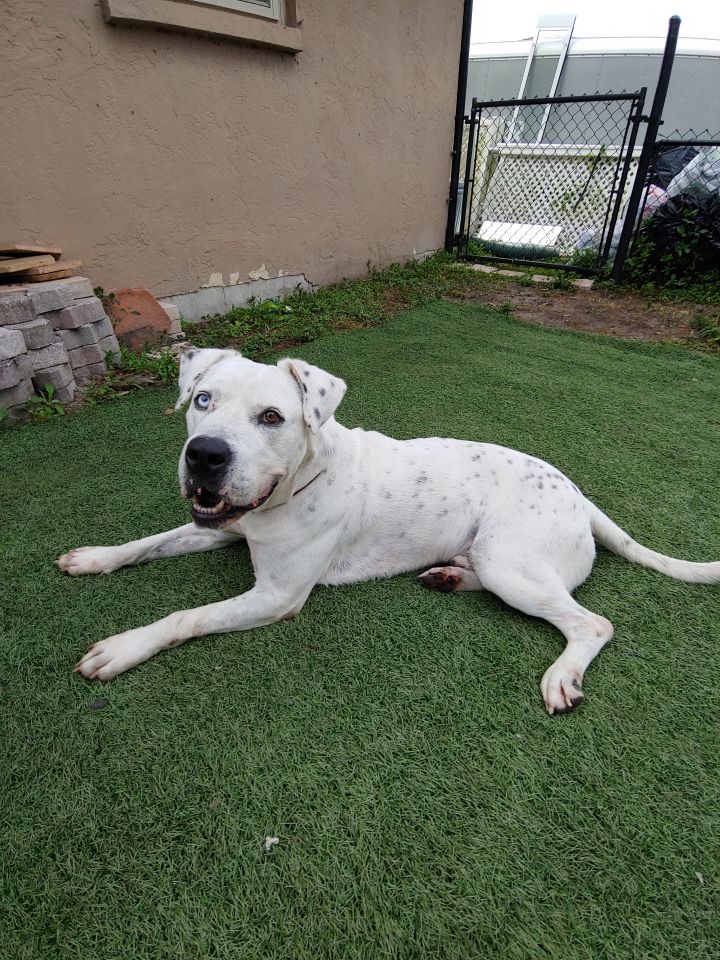 American bulldog store dalmatian mix puppies