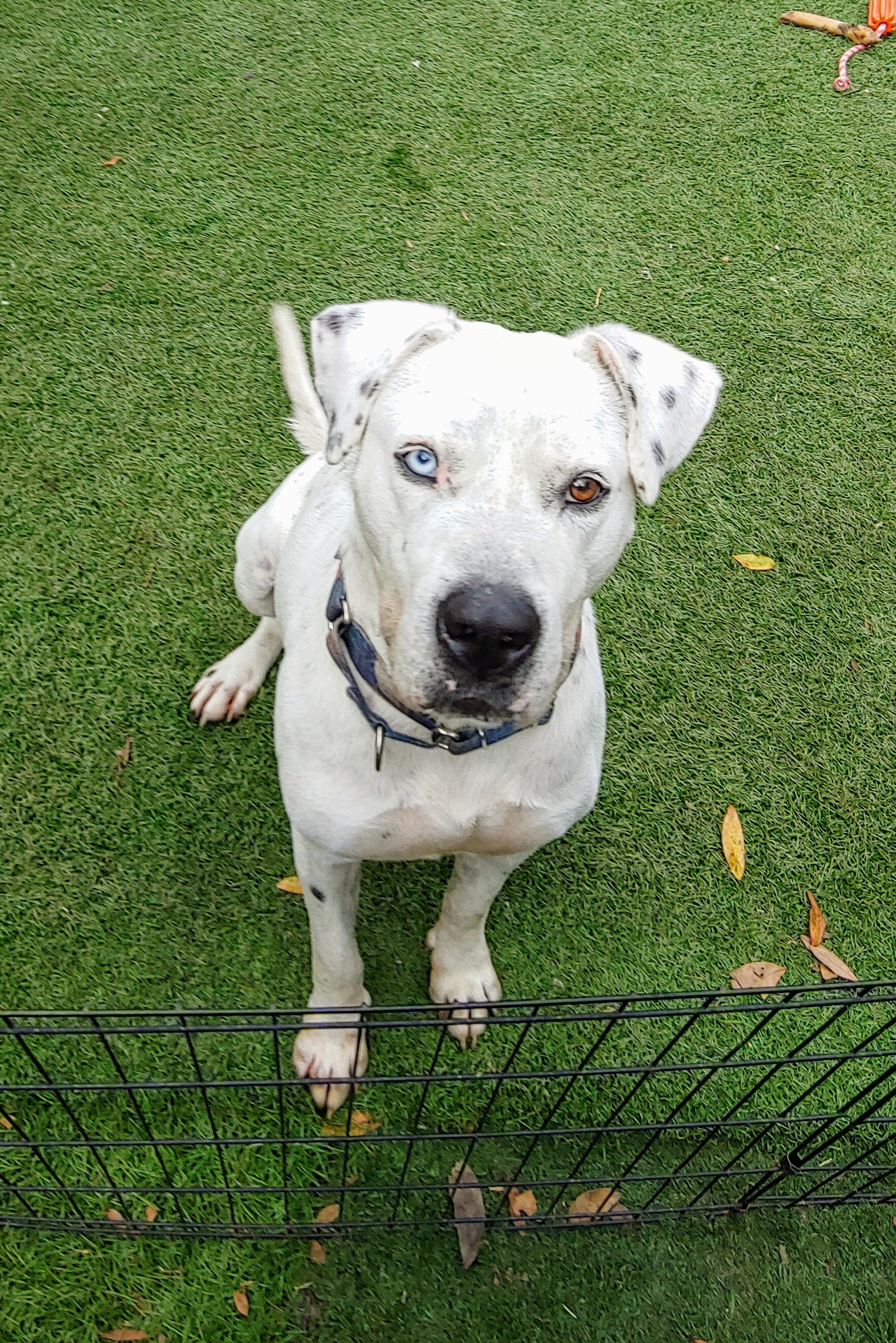 American sales bulldog dalmatian