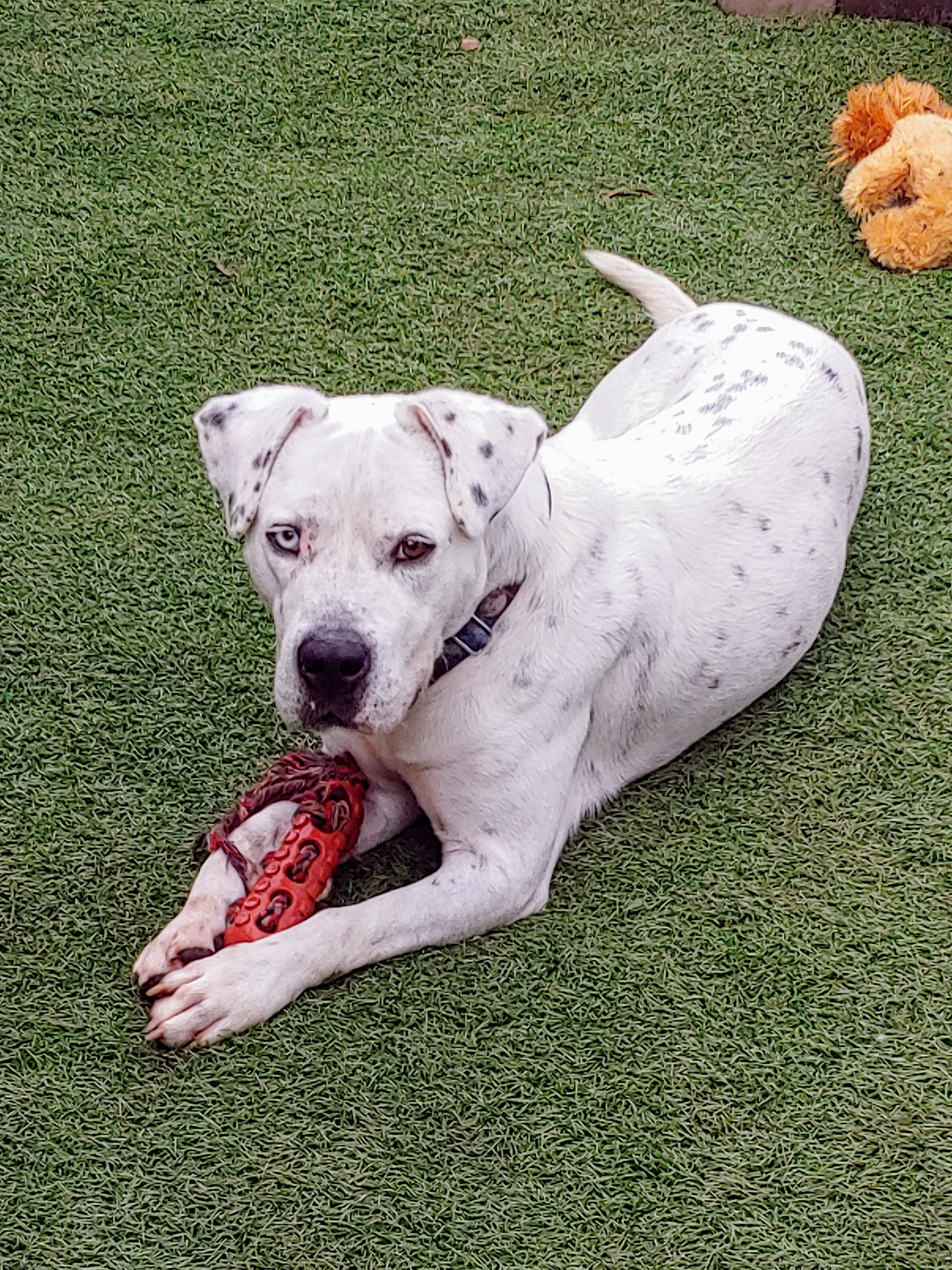 Zane, an adoptable American Bulldog, Dalmatian in Sarasota, FL, 34232 | Photo Image 3
