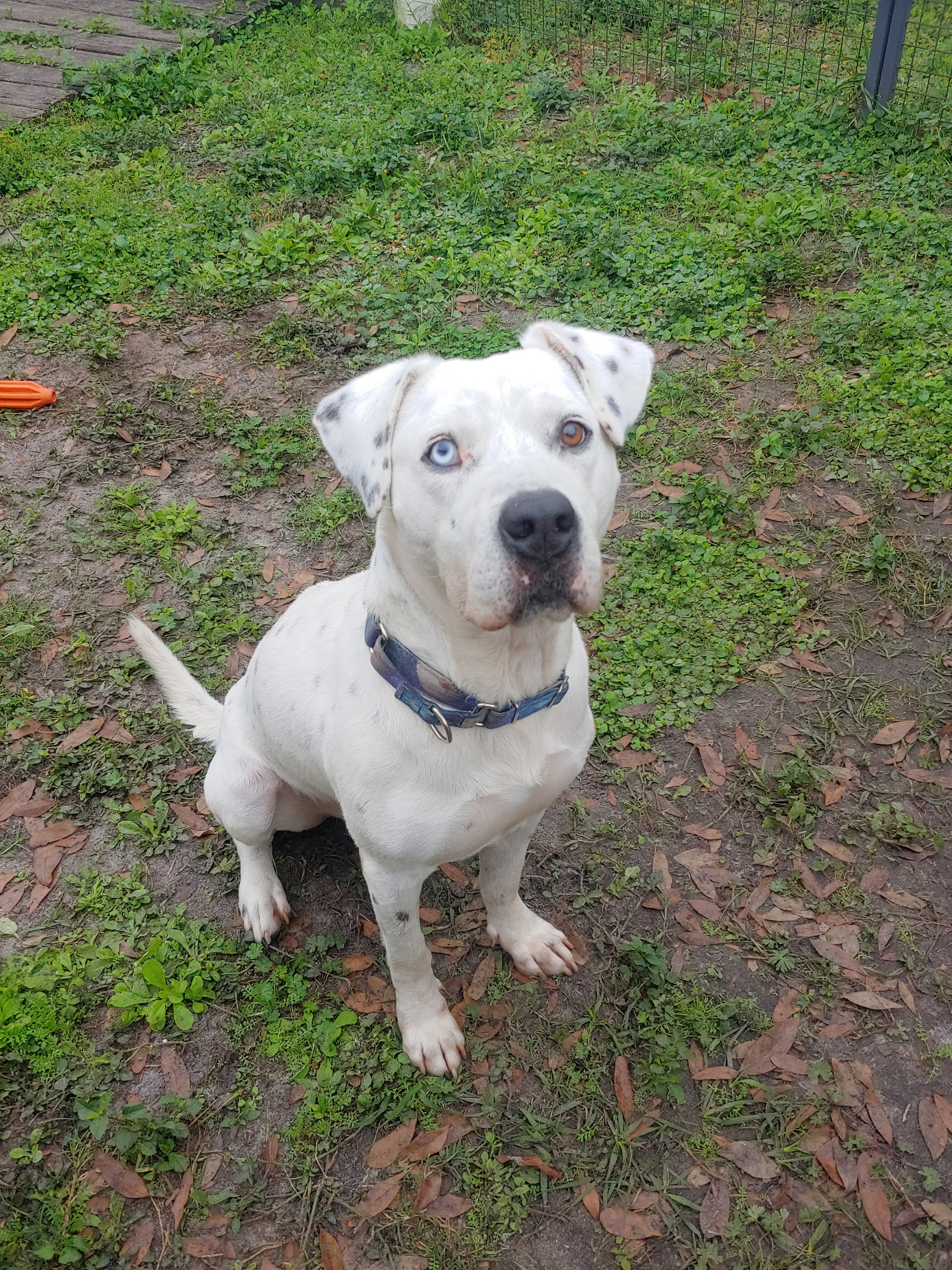 Zane, an adoptable American Bulldog, Dalmatian in Sarasota, FL, 34232 | Photo Image 4