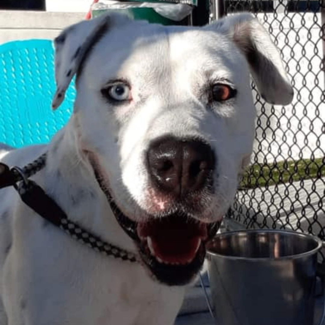 Zane, an adoptable American Bulldog, Dalmatian in Sarasota, FL, 34232 | Photo Image 5