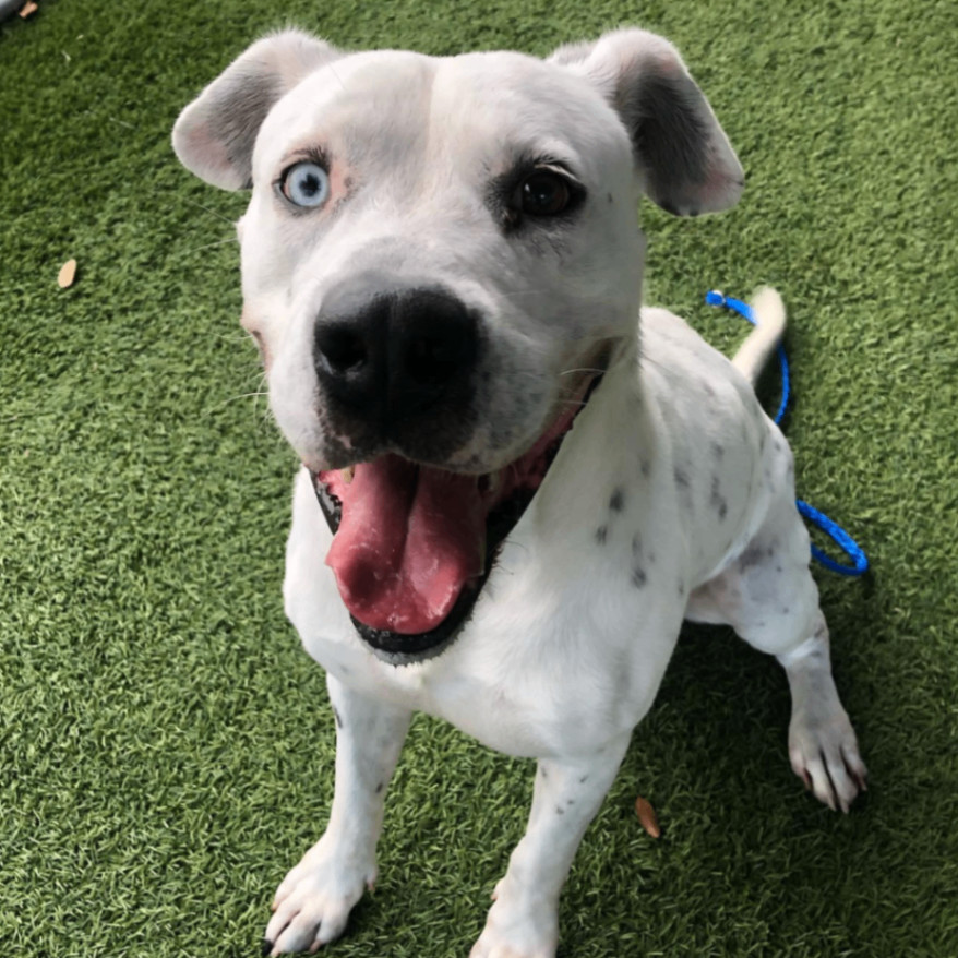 Zane, an adoptable American Bulldog, Dalmatian in Sarasota, FL, 34232 | Photo Image 6