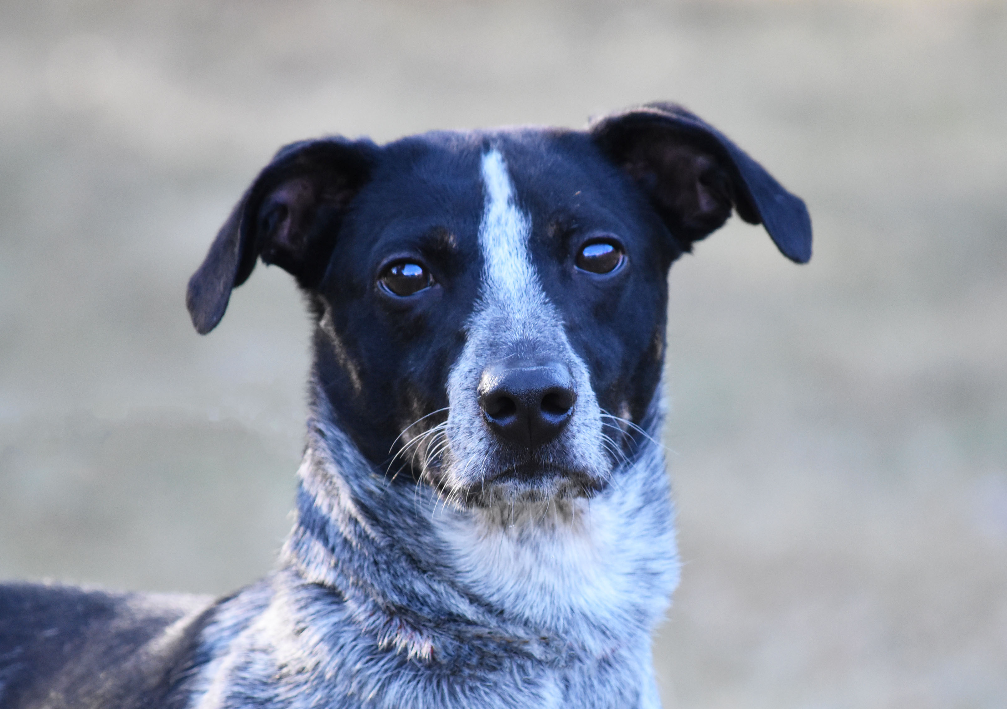 Stewart, an adoptable Cattle Dog, Whippet in Bloomfield, CT, 06002 | Photo Image 2