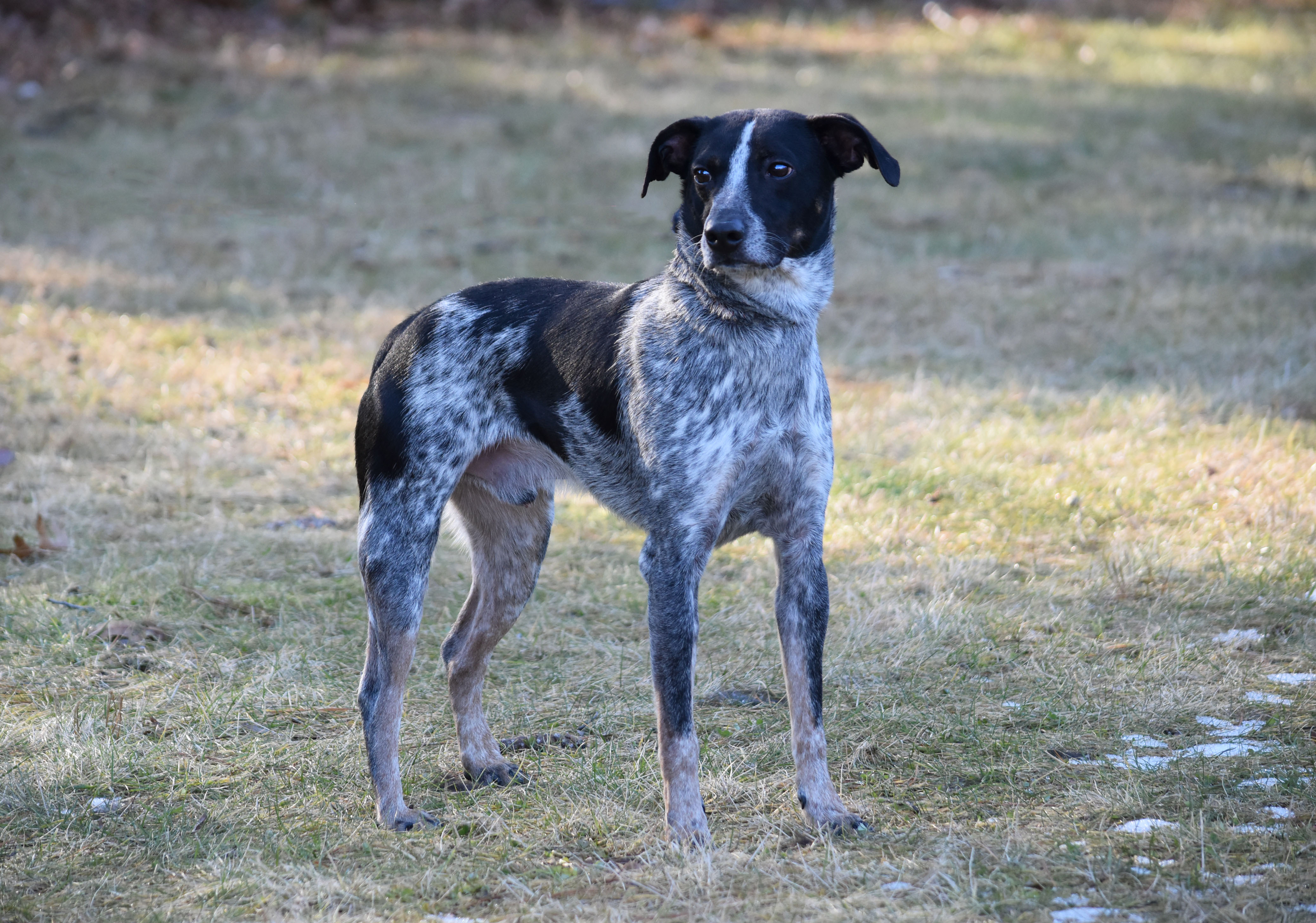 Stewart, an adoptable Cattle Dog, Whippet in Bloomfield, CT, 06002 | Photo Image 1