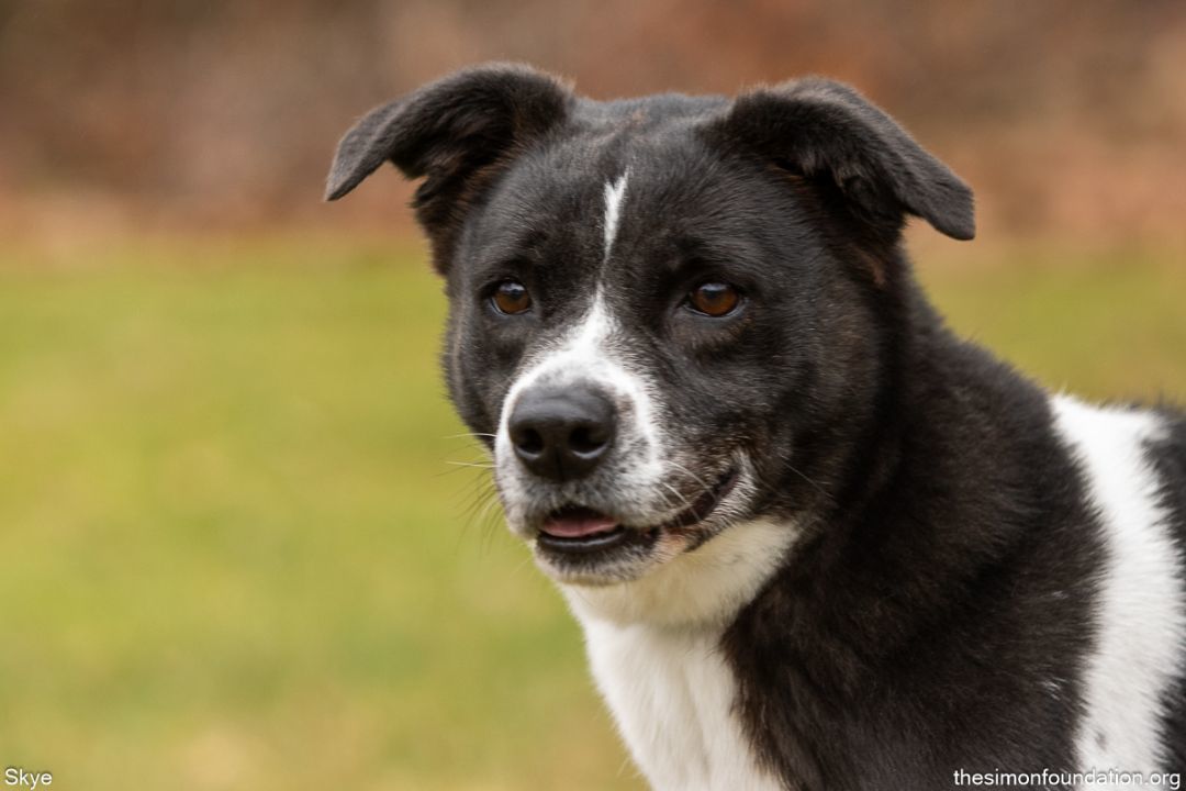 Skye, an adoptable Border Collie in Bloomfield, CT, 06002 | Photo Image 2