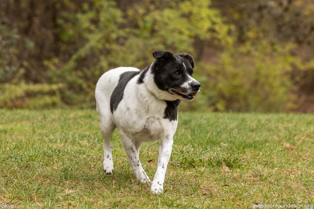 Skye, an adoptable Border Collie in Bloomfield, CT, 06002 | Photo Image 4