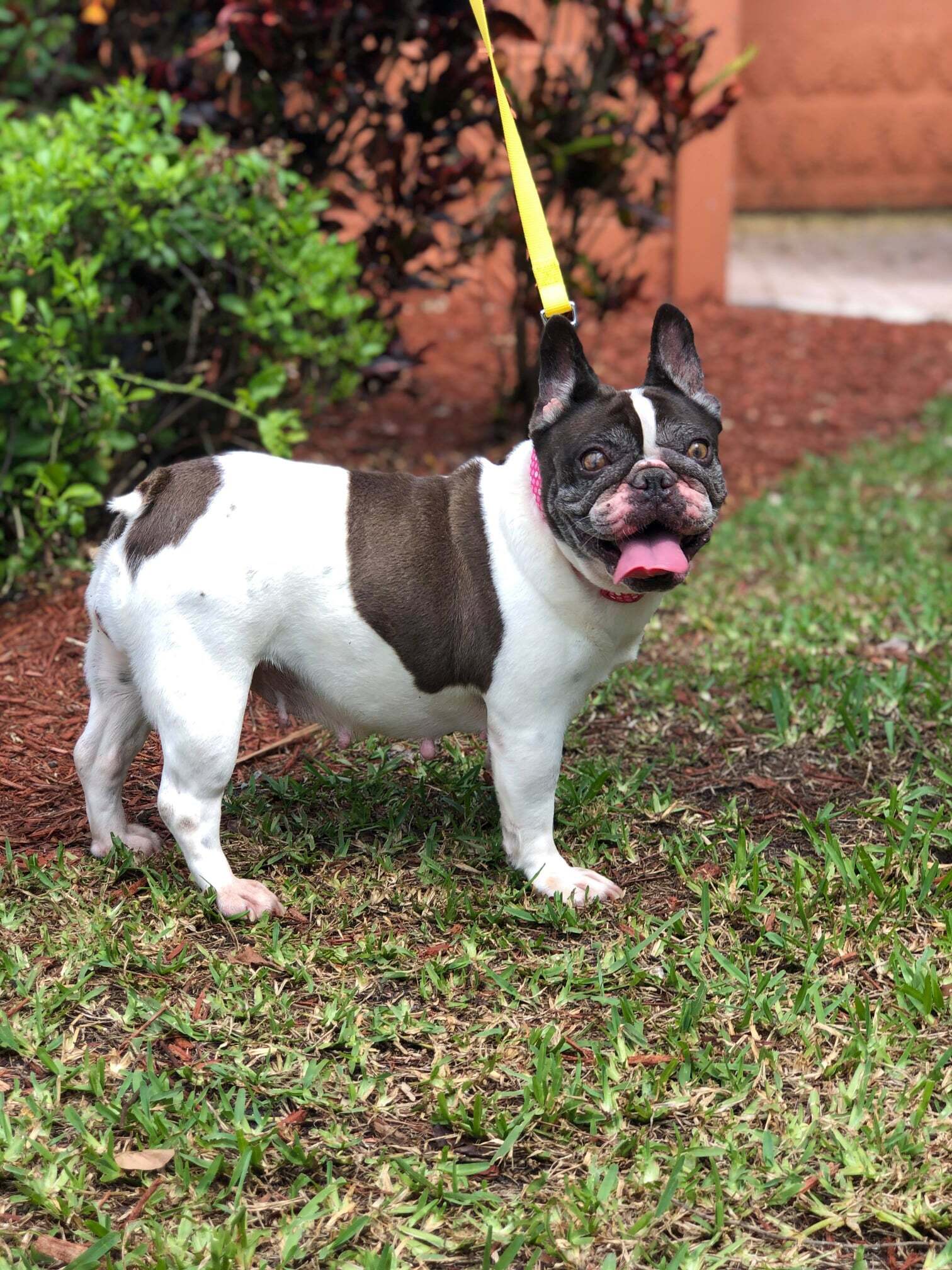 Aggie, an adoptable French Bulldog in Cape Coral, FL, 33914 | Photo Image 1