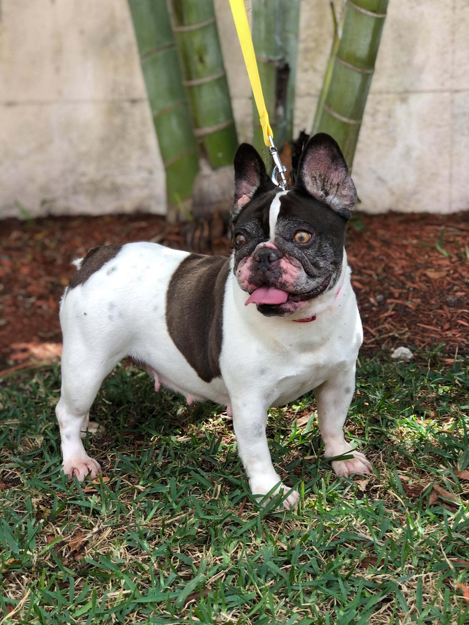 Aggie, an adoptable French Bulldog in Cape Coral, FL, 33914 | Photo Image 2