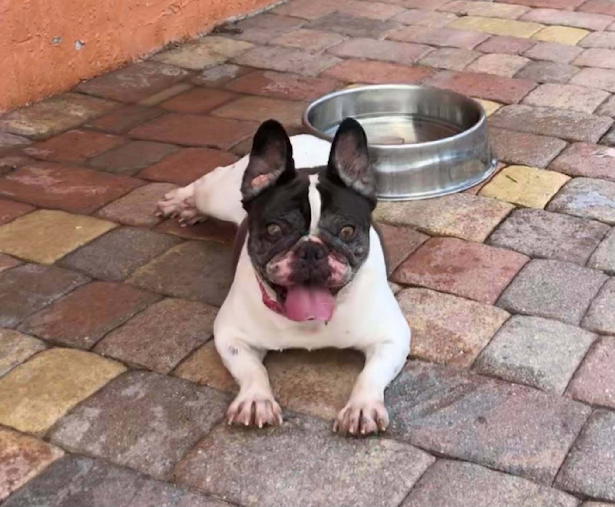 Aggie, an adoptable French Bulldog in Cape Coral, FL, 33914 | Photo Image 3