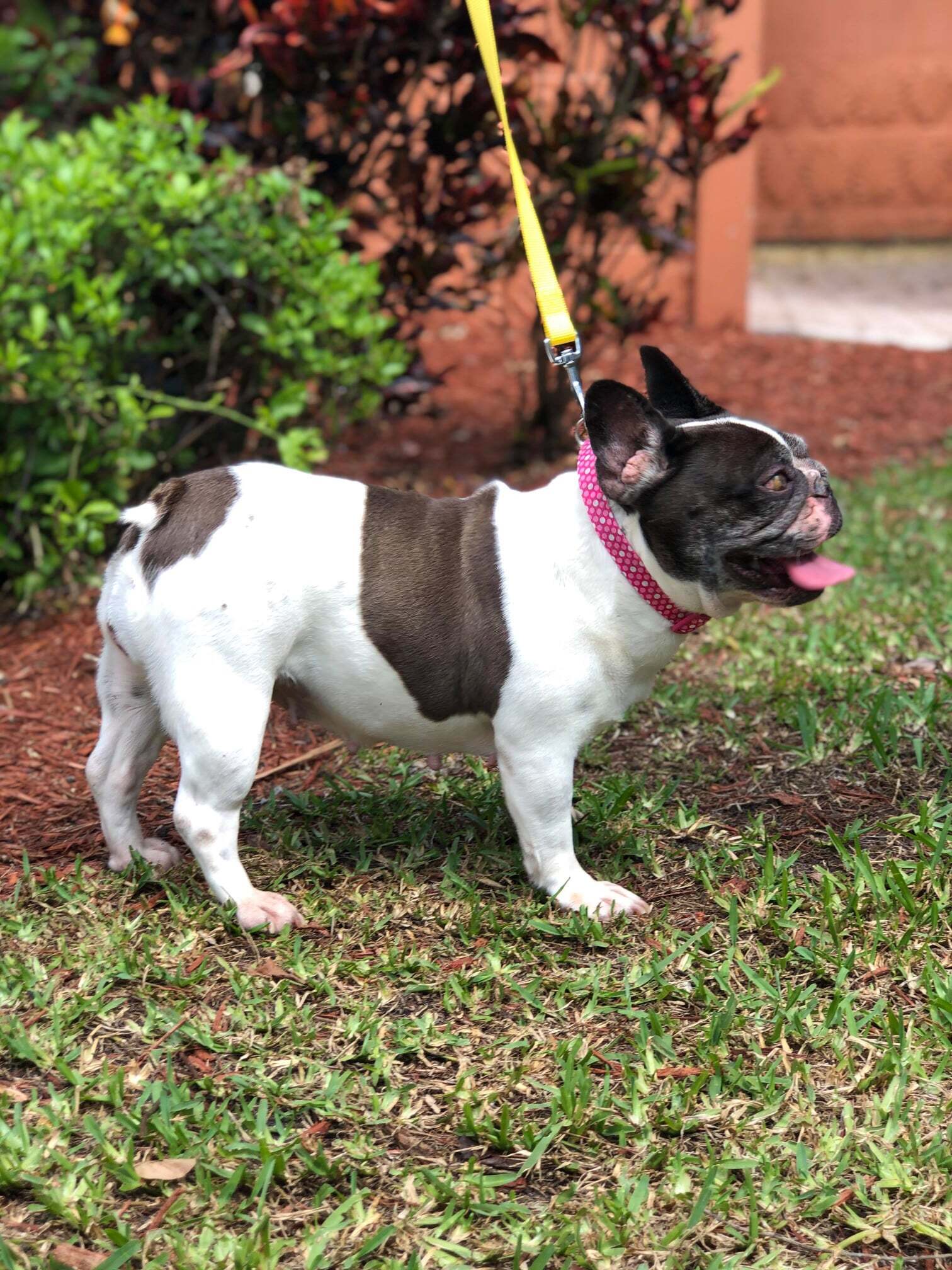 Aggie, an adoptable French Bulldog in Cape Coral, FL, 33914 | Photo Image 4