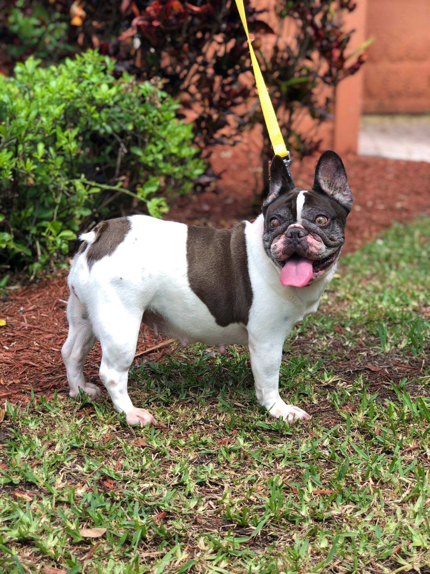 Aggie, an adoptable French Bulldog in Cape Coral, FL, 33914 | Photo Image 5