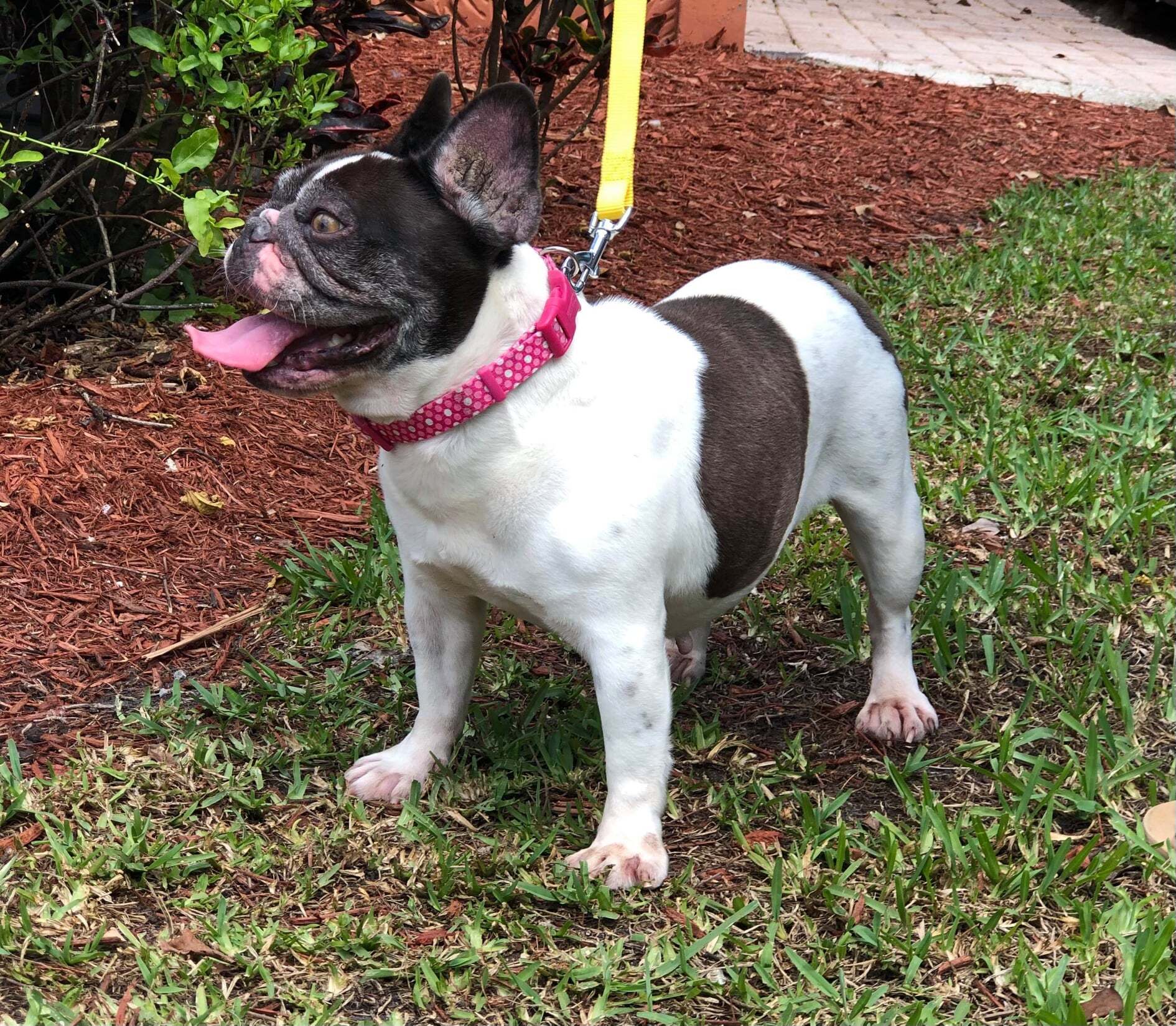 Aggie, an adoptable French Bulldog in Cape Coral, FL, 33914 | Photo Image 6