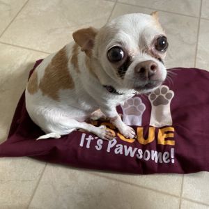 Cookie Crumb- Adoption fee $25 Bissel Pet Promotion