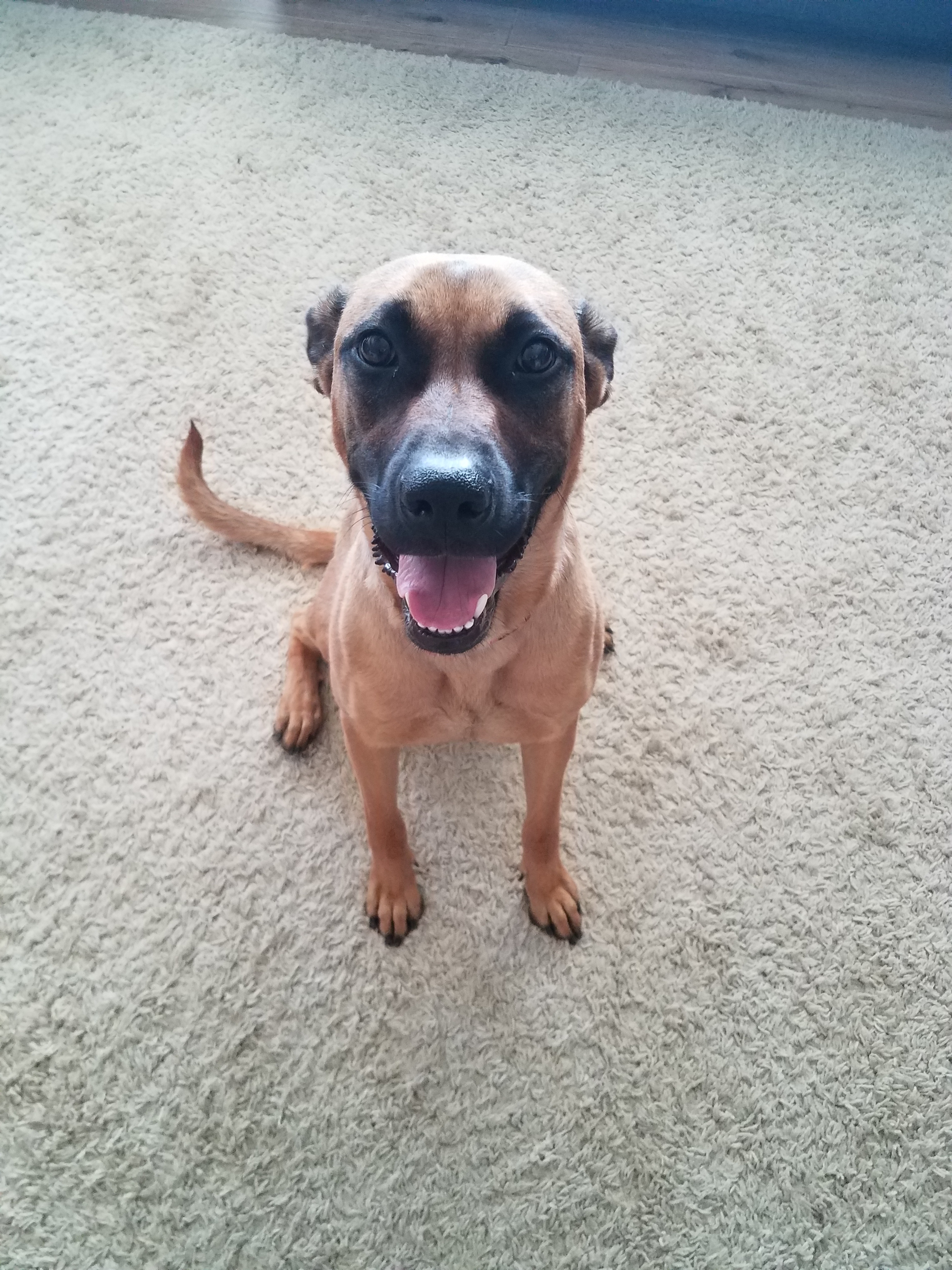 Molly, an adoptable German Shepherd Dog, Shepherd in Temecula, CA, 92592 | Photo Image 1