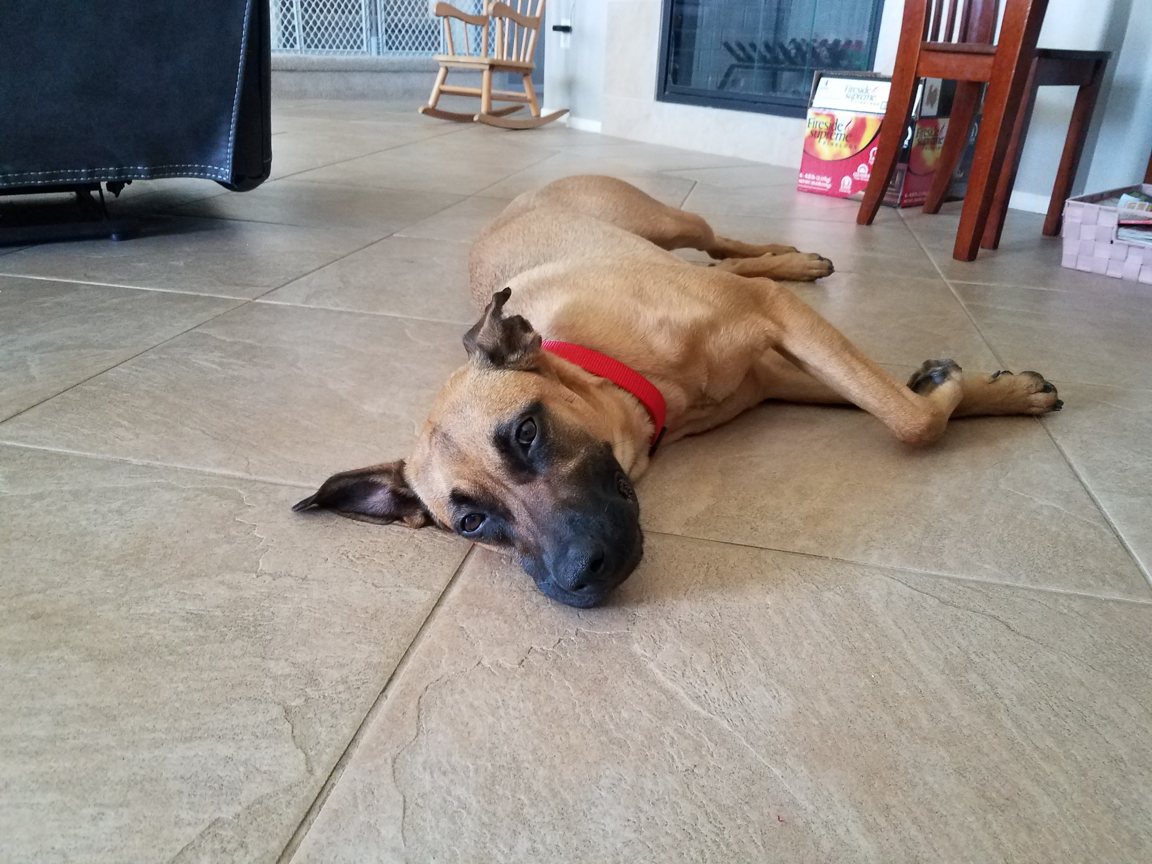 Molly, an adoptable German Shepherd Dog, Shepherd in Temecula, CA, 92592 | Photo Image 3