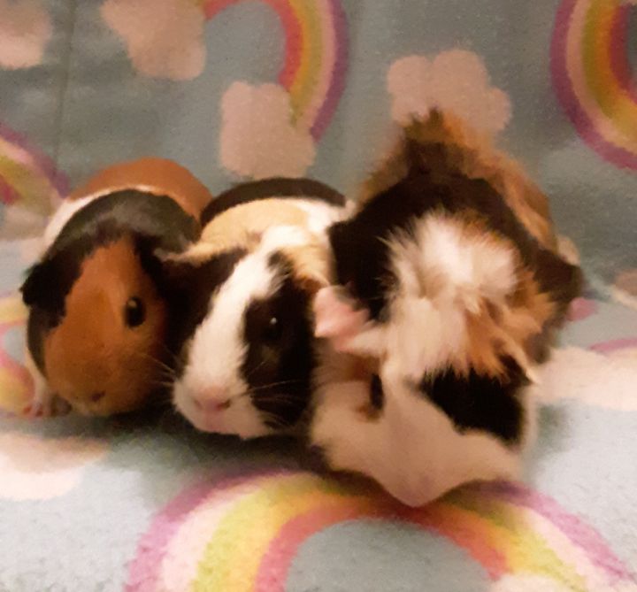 Marley, Rosie, And Puff 2