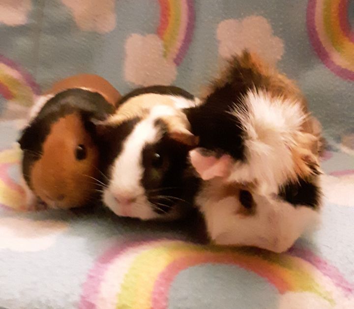 Marley, Rosie, And Puff 3
