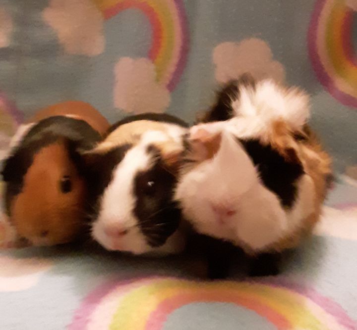 Marley, Rosie, And Puff 1