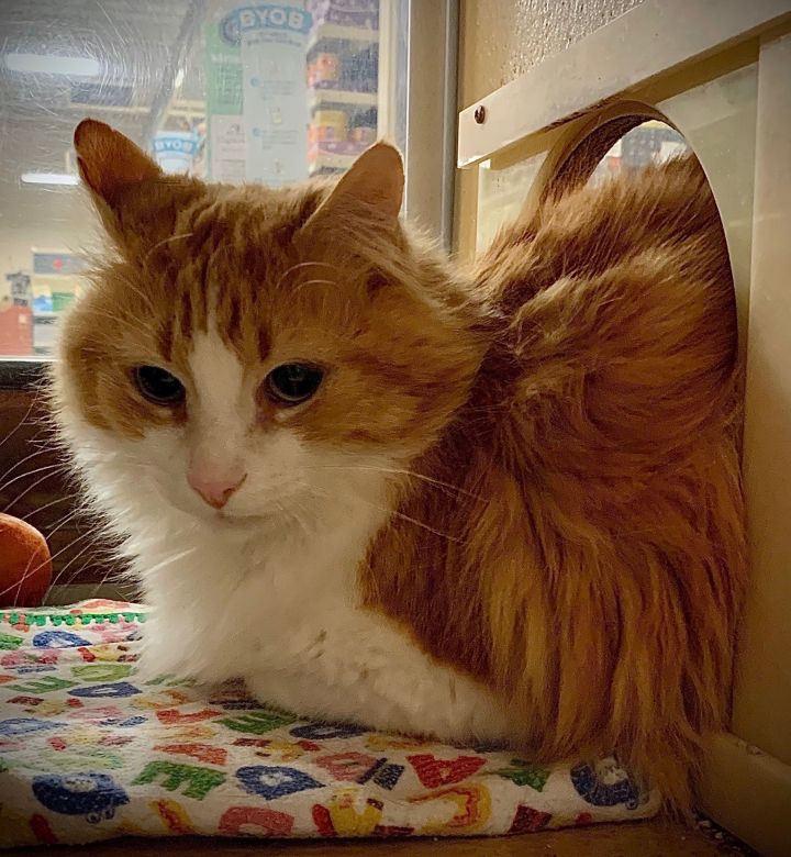 Ramzy, an adoptable Domestic Long Hair in Sioux Falls, SD_image-1