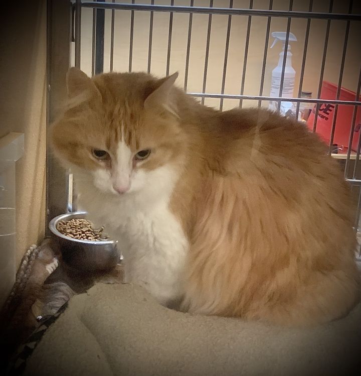 Ramzy, an adoptable Domestic Long Hair in Sioux Falls, SD_image-2